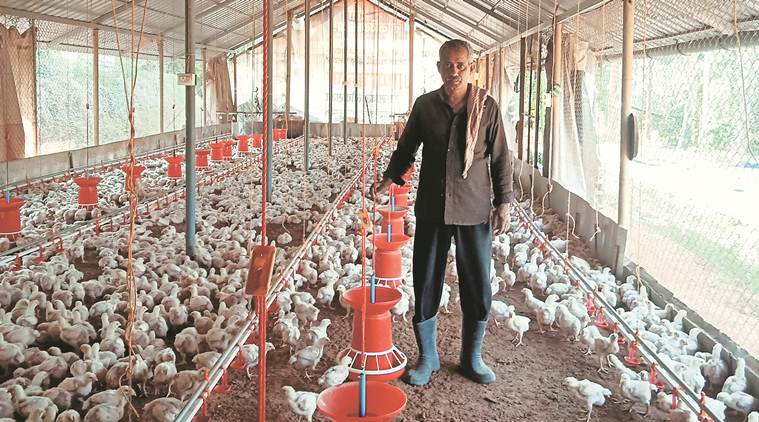 poultry